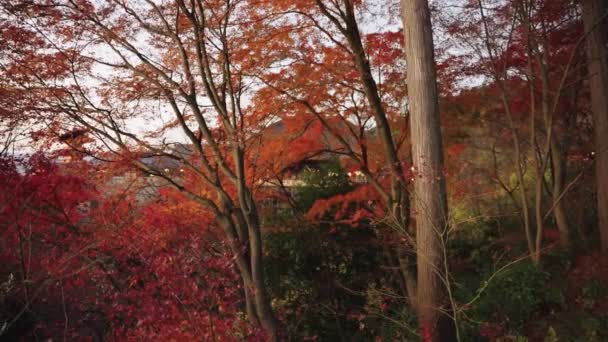 Autumn Trees Kiyomizu Dera Kyoto Japón Lento Pan Tiro Otoño — Vídeos de Stock