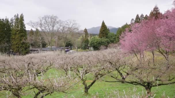 Japonya Ilkbaharda Açan Ume Erik Ağaçları Orkidesi — Stok video