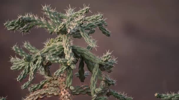 Närbild Kaktusen Blåser Vinden — Stockvideo