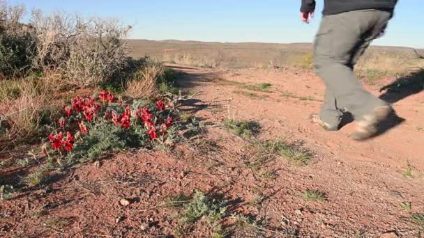 Mann Läuft Vorbei Blühende Wüstenpflanzen Outback Australia — Stockvideo