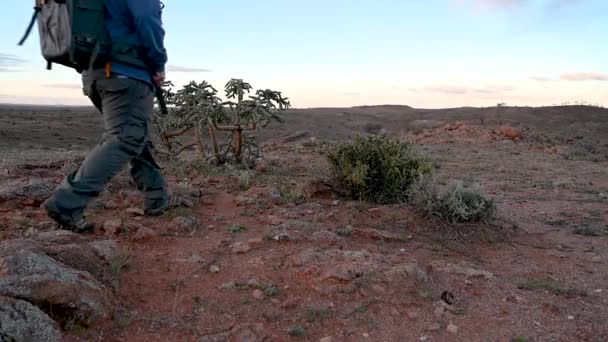 Hombre Caminando Plantas Del Desierto Florecientes Outback Australia — Vídeo de stock