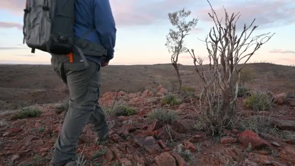Hombre Caminando Plantas Del Desierto Florecientes Outback Australia — Vídeo de stock