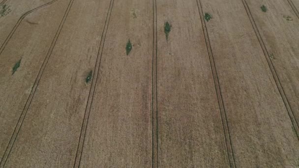 Aerial View Drone Camera Swirl Brown Field Strip Marks Agriculture — Stock Video