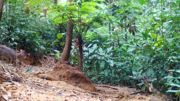 Gray Brocket Rådjur Amazonas Regnskog — Stockvideo