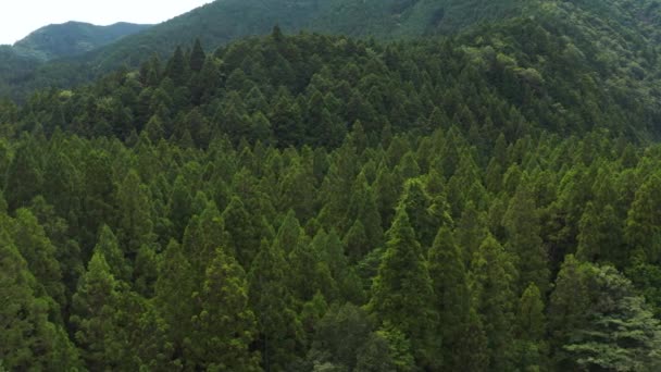 Foresta Gifu Giappone Padella Aerea Sopra Cime Degli Alberi — Video Stock