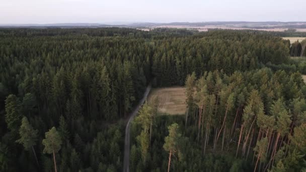 Flying Wide Forest Evergreen Trees Tiaga Region — Stock Video