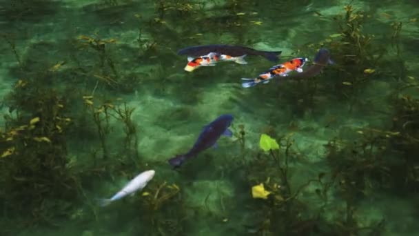 Estanque Koi Seki Gifu Japón Llamado Estanque Monet Debido Pintura — Vídeos de Stock