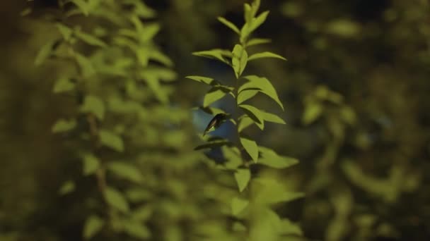 Luciola Crucata Ιαπωνική Πυγολαμπίδα Genji Botaru Νύχτα Που Λάμπει Και — Αρχείο Βίντεο