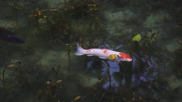 Peixes Koi Japoneses Nadando Pela Lagoa Sem Nome Chamada Monet — Vídeo de Stock