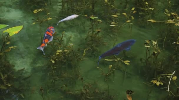 Koi Fish Simning Slow Motion Vid Monet Pond Seki Gifu — Stockvideo