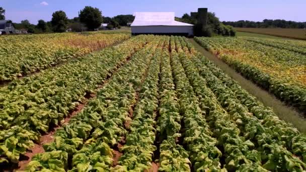 Campos Tabaco Perto Tempo Colheita Com Celeiro Fundo Aéreo — Vídeo de Stock