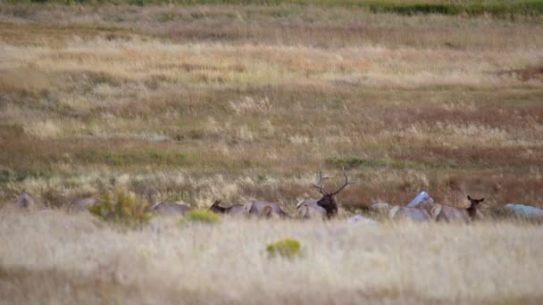 Losí Býk Během Losí Říčky Podzimu 2021 Estes Parku Coloradu — Stock video