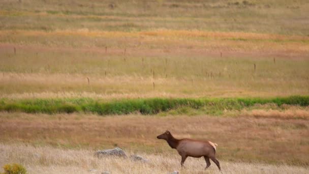 2021年秋在科罗拉多州埃斯特斯公园的麋鹿车辙中的麋鹿 — 图库视频影像