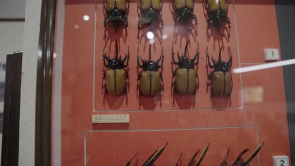 Collection Beetles Scarabs Display Wall — Stock Video