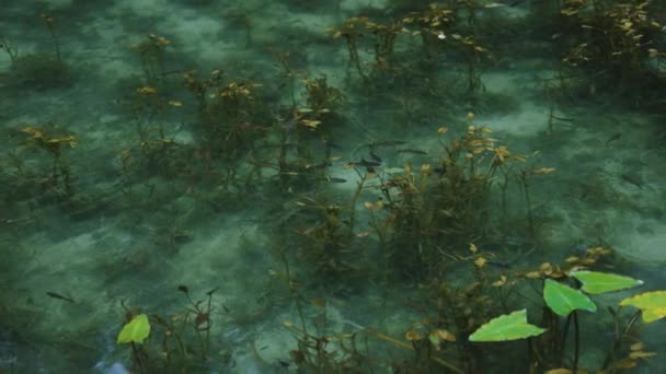 Καθαρό Νερό Στο Φυσικό Όμορφο Koi Pond Αργή Κίνηση Ψάρια — Αρχείο Βίντεο