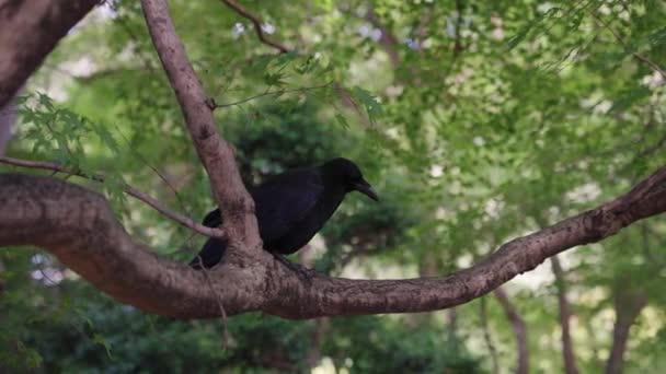 Corvo Bico Grande Japonês Corvus Macrorhynchos — Vídeo de Stock