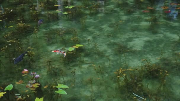 Água Cristalina Lagoa Monet Enquanto Koi Nada Câmera Lenta — Vídeo de Stock