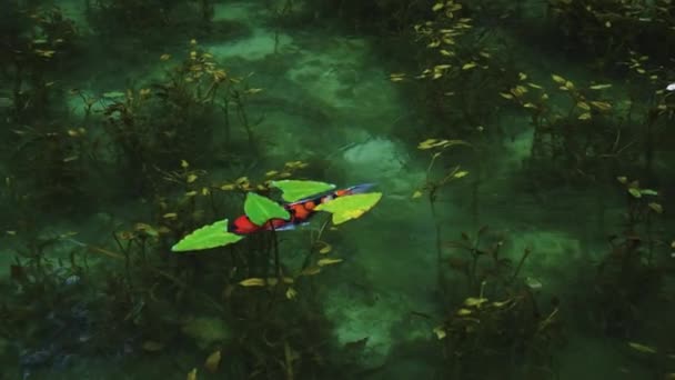 Hermosa Carpa Koi Nadar Través Aguas Cristalinas Del Estanque Monet — Vídeos de Stock