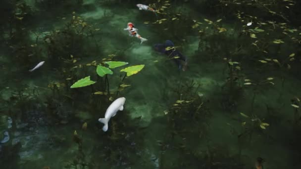 在日本Gifu的Seki 许多日本科伊游过无名池塘 — 图库视频影像