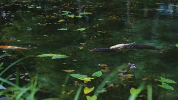 Peixes Koi Nadando Monet Pond Intocada Seki Gifu Japão — Vídeo de Stock