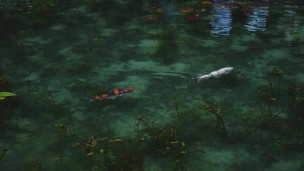 Hermosa Koi Nadando Través Colorido Estanque Sin Nombre Seki Gifu — Vídeo de stock