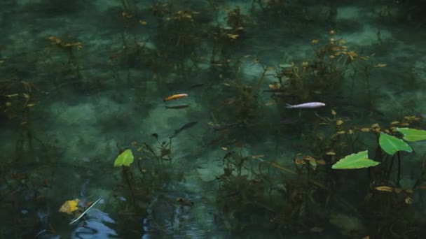 Belle Étang Clair Monet Étang Koi Gifu Japon Poisson Ralenti — Video