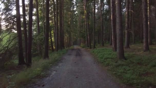 日落时分 沿着一条自然小路穿过森林 在树林中穿行 — 图库视频影像