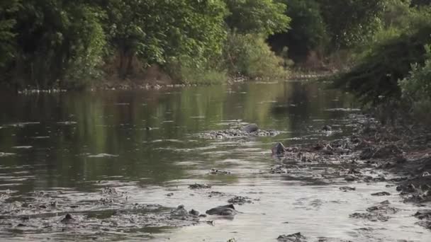 Απορρίφθηκε Σκουπίδια Ρύπανση Ένα Ποτάμι Τοπίο Απορρίφθηκε Απορρίμματα Δημιουργία Κλιματικής — Αρχείο Βίντεο