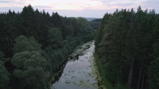 飞过一条缓慢流动的小溪 水面上有许多水百合 — 图库视频影像