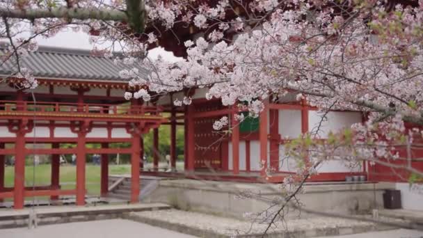 Sakura Blüht Über Der Phönixhalle Byodoin Tempel Frühling Japan — Stockvideo