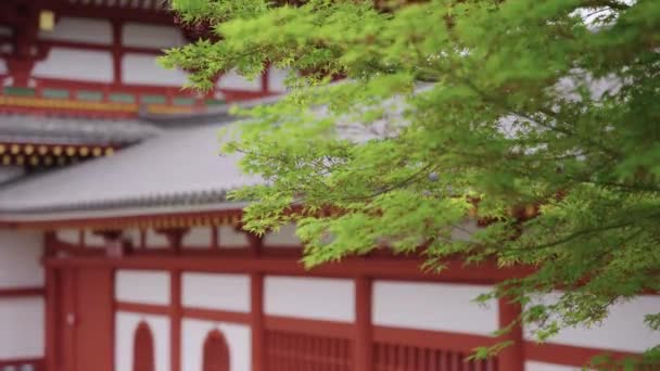 Hojas Arce Japonés Viento Con Phoenix Hall Fondo — Vídeos de Stock