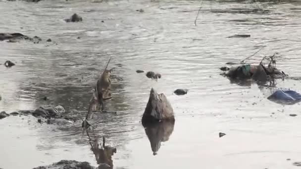 河川水に捨てられた環境災害 プラスチック — ストック動画