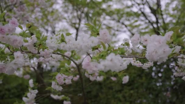 Ume Plum Blossoms Spring Uji Japan — Stok Video