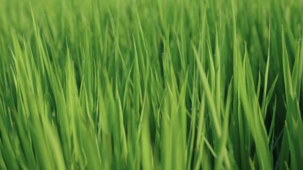 Зеленый Травянистый Фон Рисового Поля Перед Сбором Урожая — стоковое видео