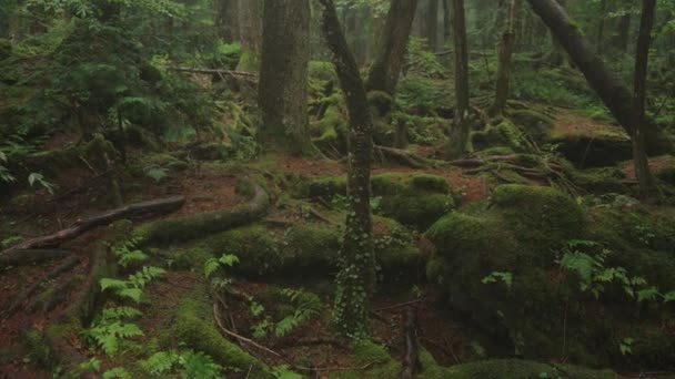Mar Das Árvores Floresta Aokigahara Jukai Localização Assombrada Japonesa — Vídeo de Stock