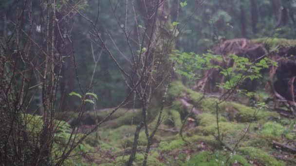 Aokigahara Japans Zelfmoordbos Misty Rainy Day Woodland Scene — Stockvideo