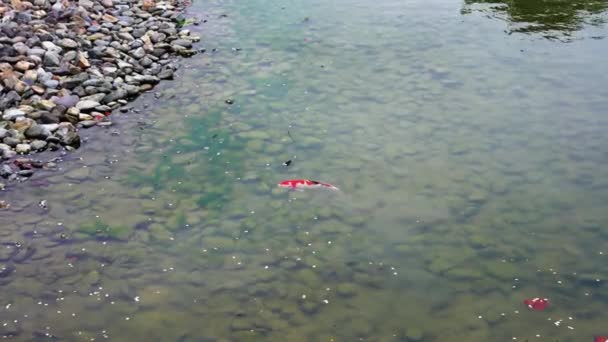 Koi Fish Pond Byodo Temple Kyoto Japan — Stok Video