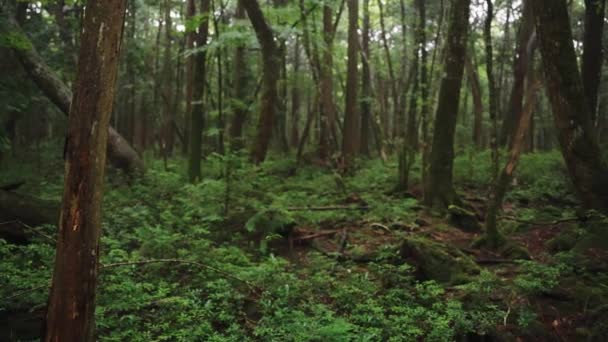 日本初の青木ヶ原原生林 樹木狩り — ストック動画