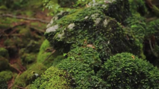 Moss Καλύπτονται Βράχους Στη Βροχή Aokigahara Δάσος Ιαπωνία — Αρχείο Βίντεο