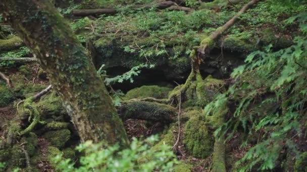 Bosque Aokigahara Jukai Bandeja Lluviosa Sobre Paisaje Musgoso — Vídeos de Stock