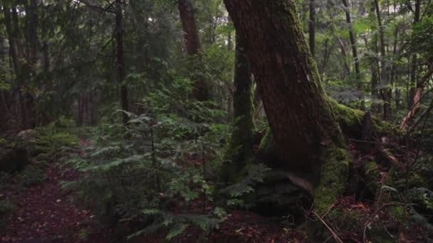 Aokigahara Jukai Σκοτεινή Δασώδη Σκηνή Του Δάσους Αυτοκτονίας Των Ιαπώνων — Αρχείο Βίντεο