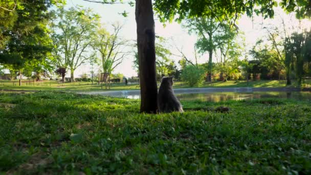 Chat Écossais Est Assis Coin Petit Arbre Regarde Lac Dans — Video