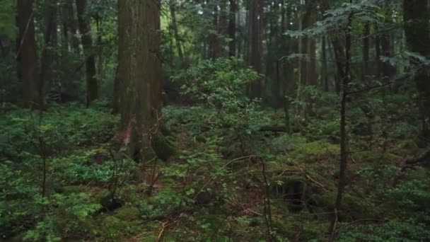 雨の中の鬱蒼とした森 日本死の森 — ストック動画