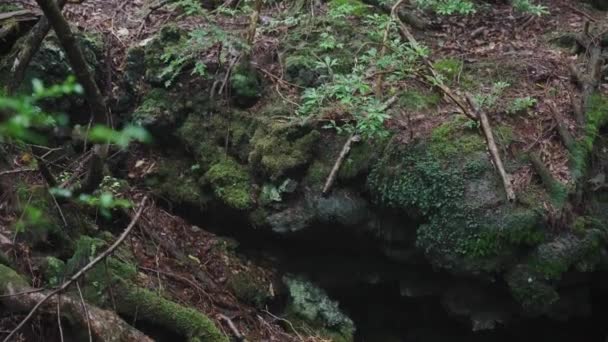 Cuevas Bosque Musgoso Aokigahara Jukai Bosque Bajo Lluvia — Vídeo de stock