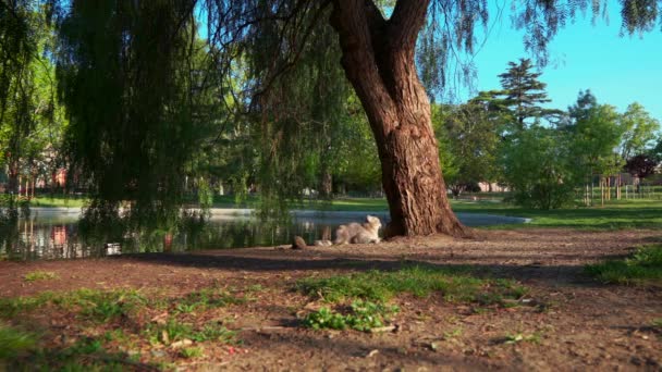 Gato Escocês Está Sentado Perto Uma Árvore Parque Pela Manhã — Vídeo de Stock