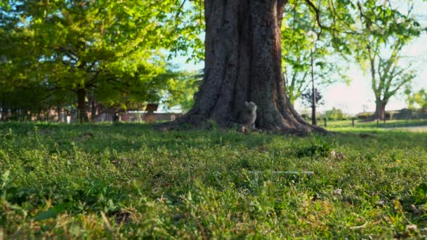 Gatto Scozzese Seduto Mezzo Grande Albero Nel Parco — Video Stock