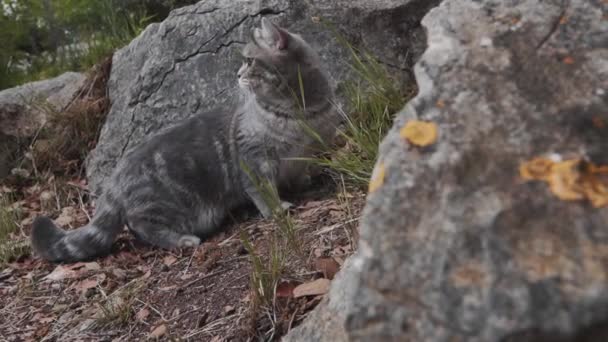 Gato Está Observando Coisas Redor Entre Grandes Rochas Floresta Montpellier — Vídeo de Stock