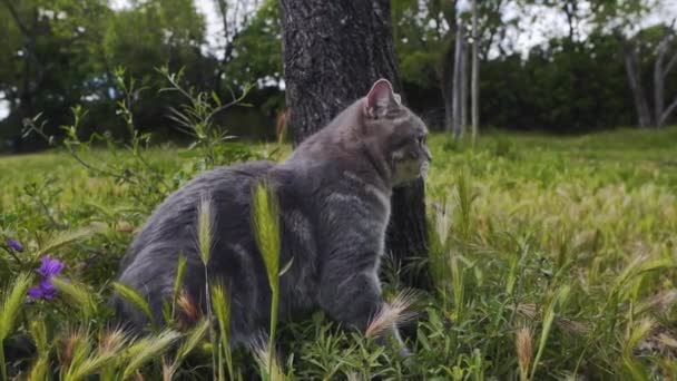 Kot Siedzi Obok Dużego Drzewa Patrzy Wszystko Dookoła — Wideo stockowe