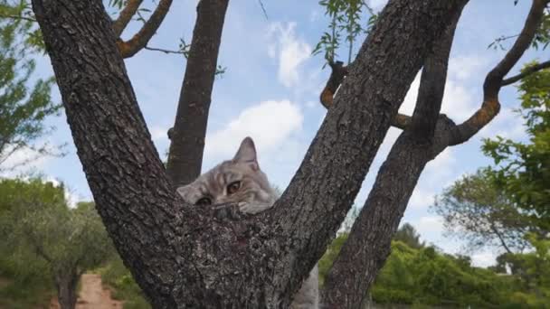 Gatto Sta Cercando Arrampicarsi Albero Mezzo Alla Foresta Montpellier Francia — Video Stock