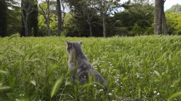 Кошка Посреди Зеленого Поля Смотрит Окружающую Природу Монпелье Франция — стоковое видео
